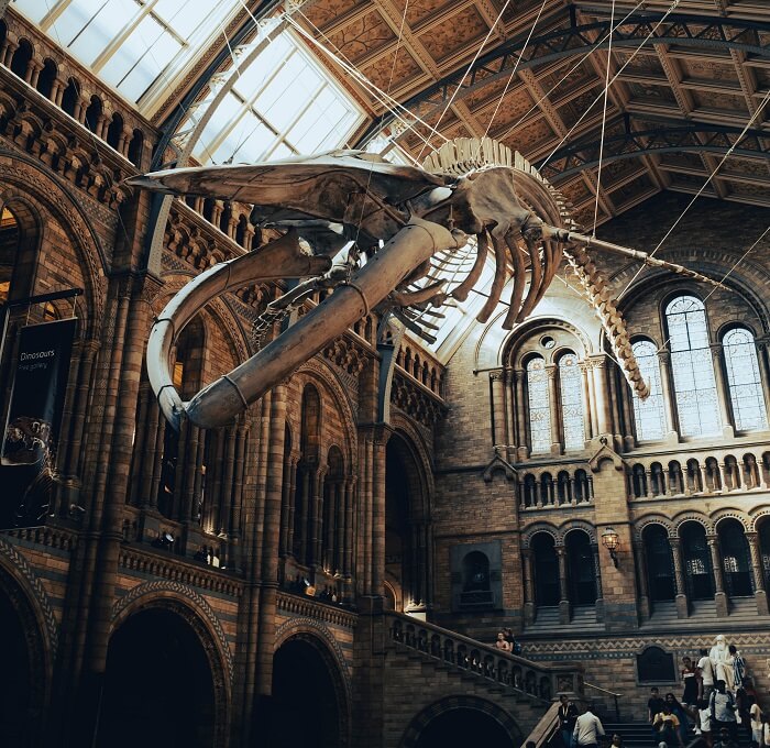 Visit the Museum of Natural History