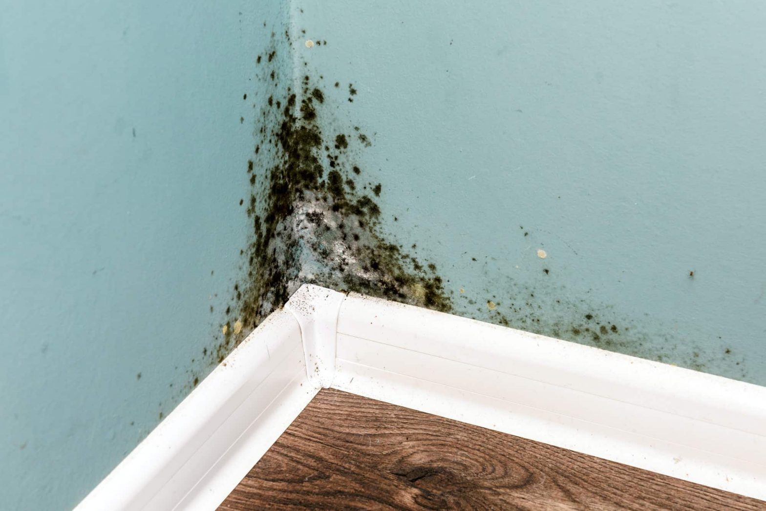 Is It Legal to Sell a House with Mold