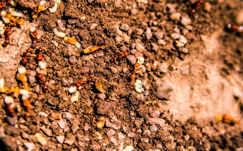 Get Rid of Ants in Yard using Natural Approach