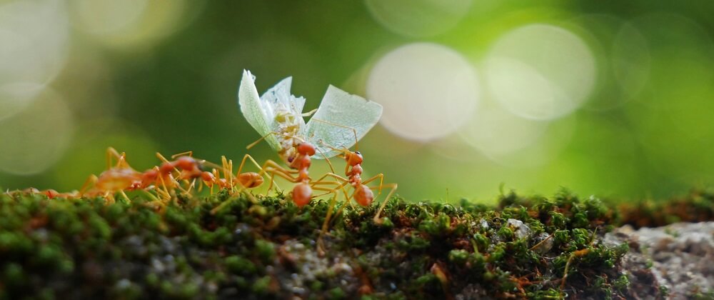 Say Goodbye To Ants: Effective Outdoor Ant Control Tips